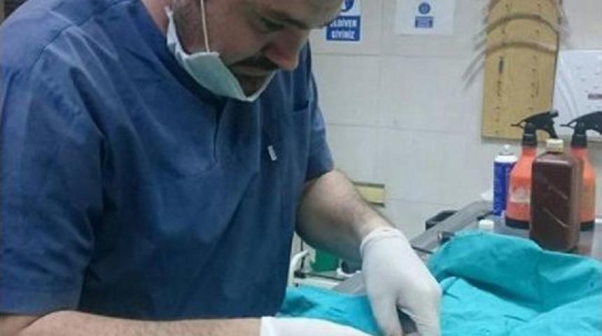 K&ouml;peklerin Saldırdığı Gebe Kediye Operasyon