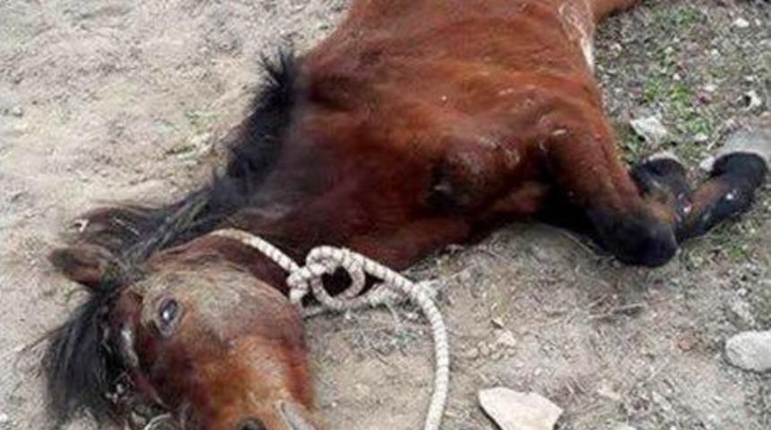 Bitkin Halde Bulunan At Tedavi Edildi