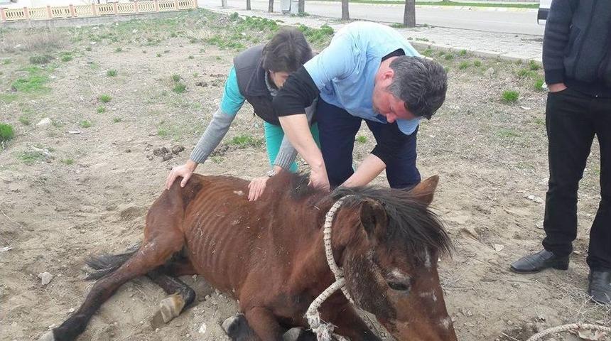 Bitkin Haldeki Atı Sağlığına Kavuşturdular