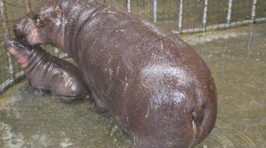 T&uuml;rkiye'nin C&uuml;ce Su Aygırı D&uuml;nyaya Geldi