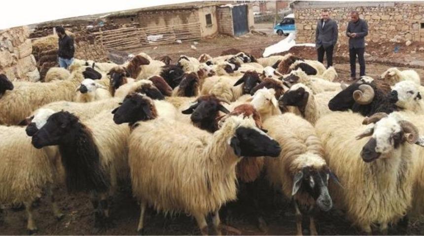 Gevaş Ziraat Odasından Hayvancılığa Destek