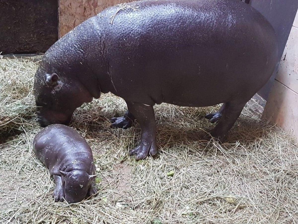 T&uuml;rkiye&rsquo;nin İlk Ve Tek Yavru C&uuml;ce Su "mela" Aygırı D&uuml;nyaya Geldi