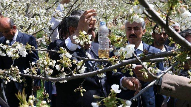 Osmaniye’de Sirke Sineğine Karşı Elma Sirkesi Dağıtıldı