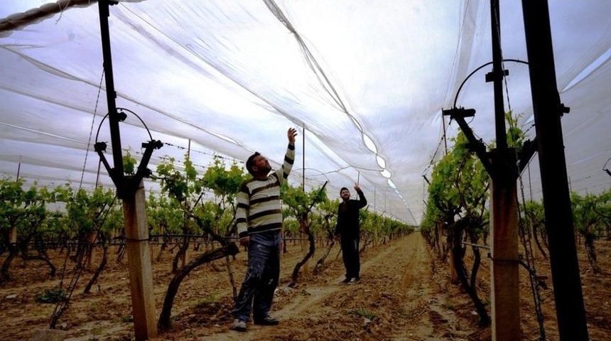 &Uuml;z&uuml;m Bağını Dolu Filesi İle &Ouml;rtt&uuml;