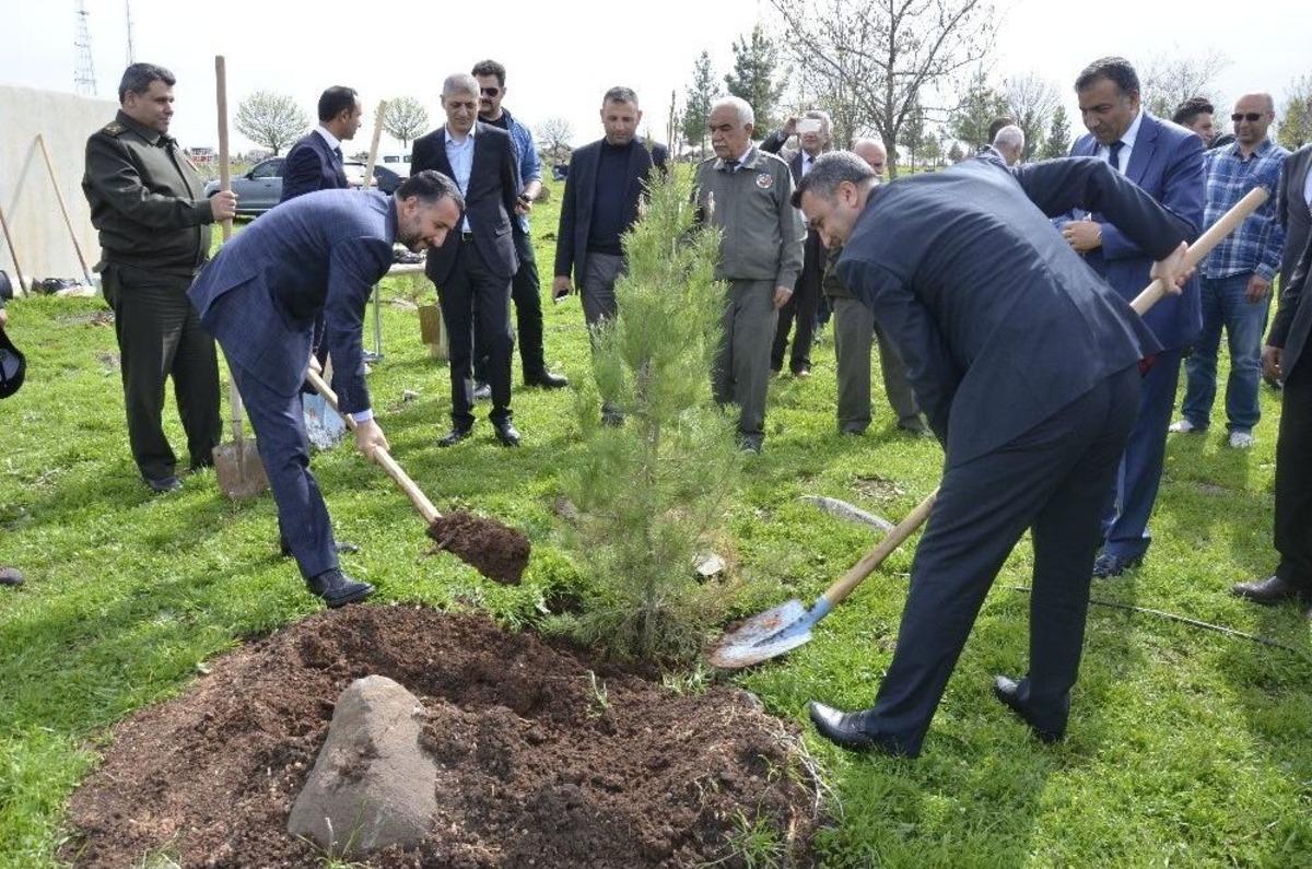 H&uuml;k&uuml;ml&uuml;ler Fidan Dikti