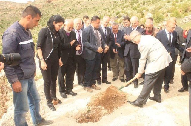 Mardin’de 2 Bin Zeytin Ağacı Dikildi