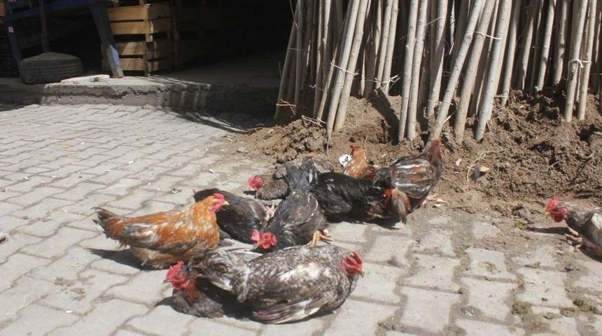 Ağrı&rsquo;da Evinde Beslediği Tavuk Ve Horozları Pazarda Satıyor