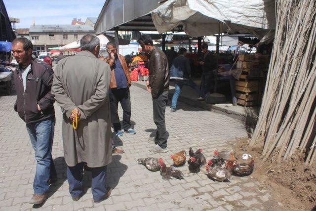 Ağrı’da Evinde Beslediği Tavuk Ve Horozları Pazarda Satıyor