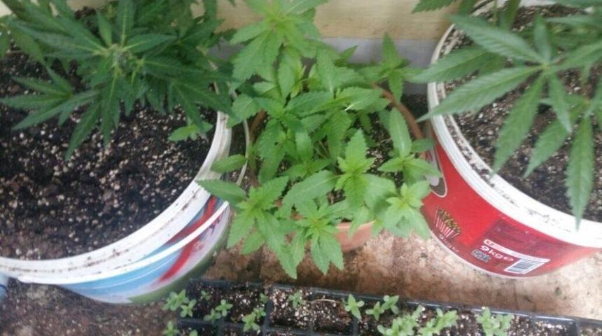 Alanya&rsquo;da Bin 285 Gram K&ouml;k Kenevir Ele Ge&ccedil;irildi