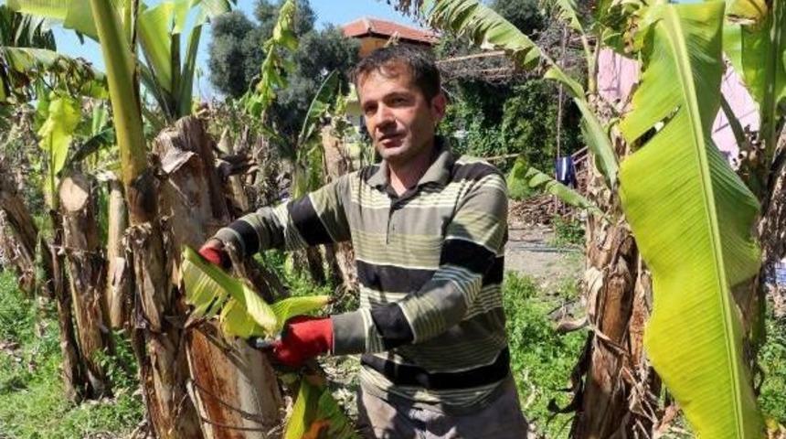 Alanya'da Muz &Ouml;rt&uuml; Altına Girdi