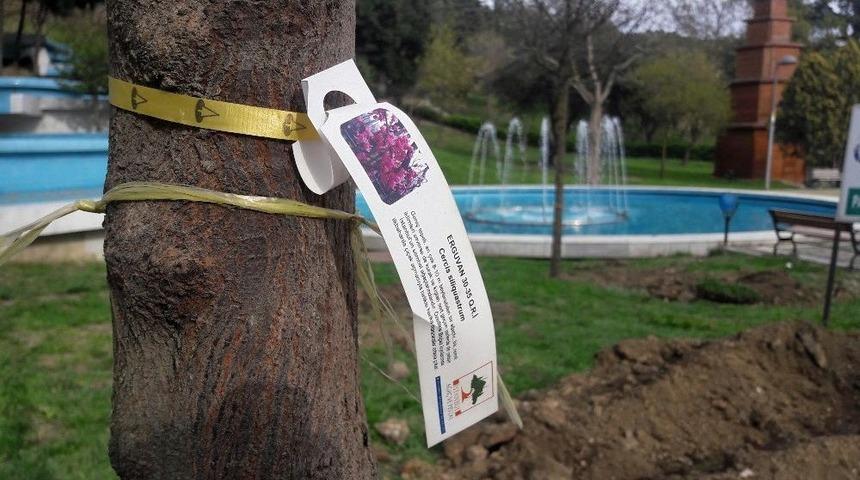 Ma&ccedil;ka Parkı&rsquo;na 60 Yeni Ağa&ccedil; Dikildi