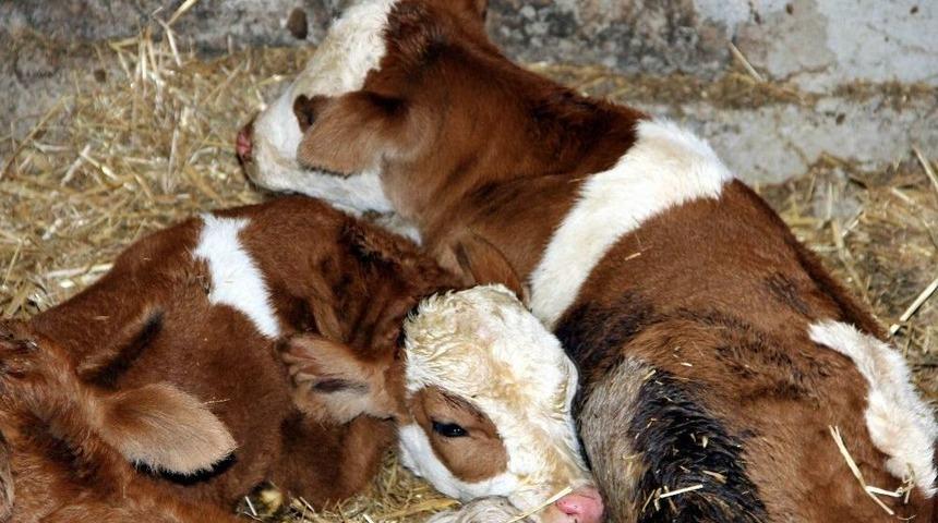 Samsun&rsquo;da İnek D&ouml;rd&uuml;z Doğurdu