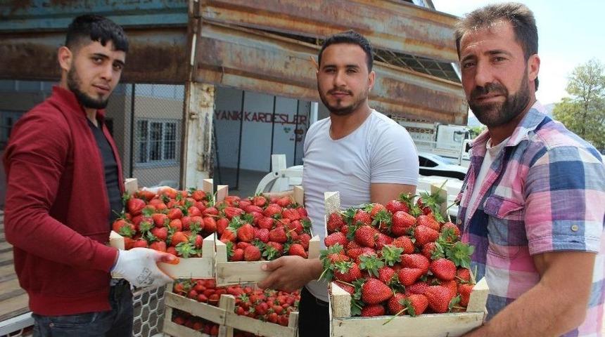 Aydın&rsquo;da &Ccedil;ilek Sezonu Başladı