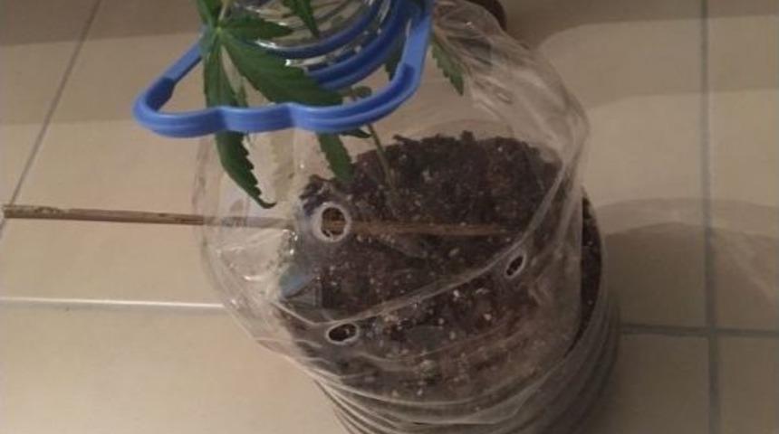 Jandarmadan &rsquo;yeşil Kokain&rsquo; Operasyonu