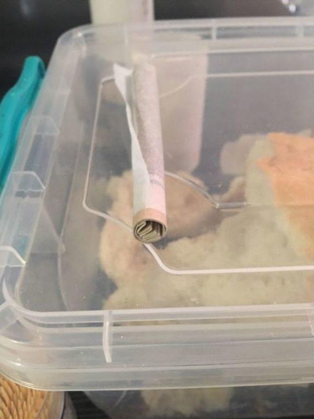 Jandarmadan &rsquo;yeşil Kokain&rsquo; Operasyonu 1