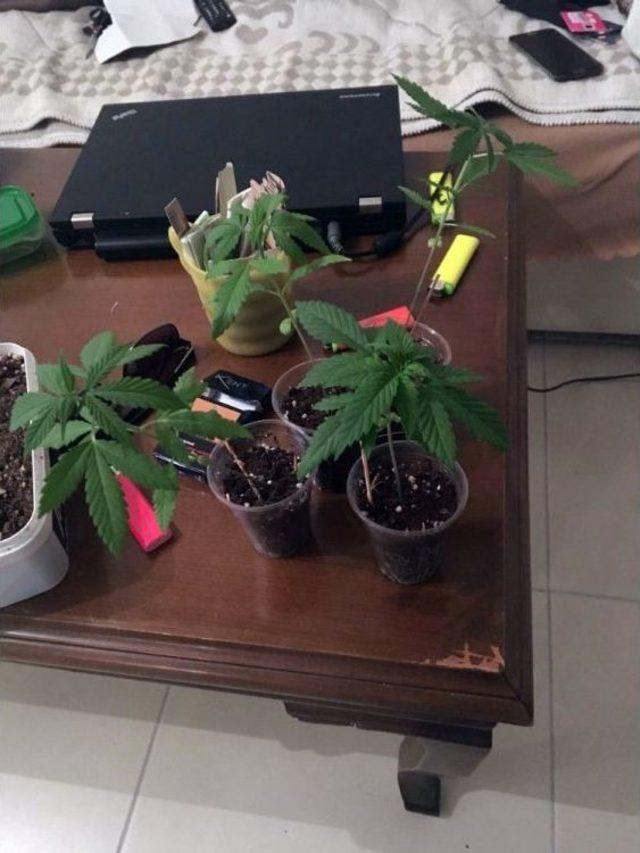 Jandarmadan &rsquo;yeşil Kokain&rsquo; Operasyonu 2
