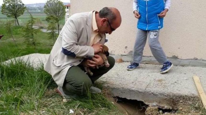 Beton Altında Mahsur Kalan Yavru K&ouml;pekler Kurtarıldı