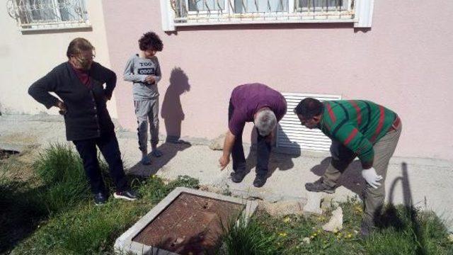 Beton Altında Mahsur Kalan Yavru Köpekler Kurtarıldı