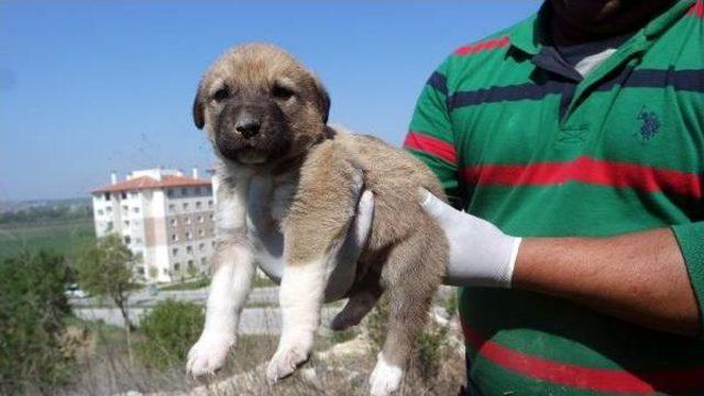 Beton Altında Mahsur Kalan Yavru Köpekler Kurtarıldı