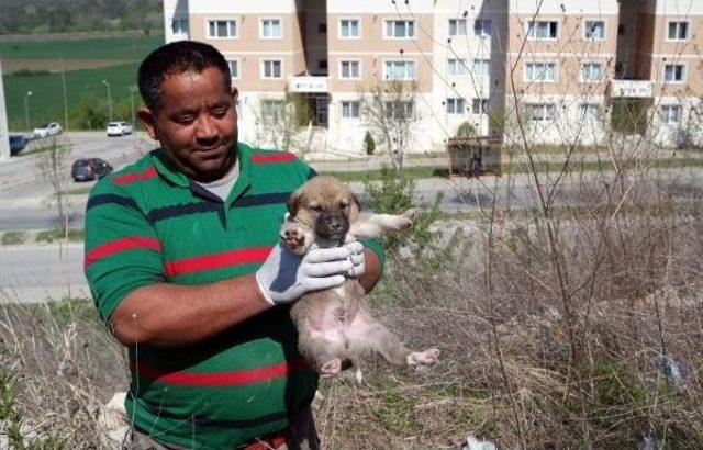 Beton Altında Mahsur Kalan Yavru Köpekler Kurtarıldı