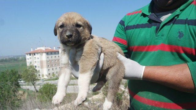 Beton Altındaki Yavru Köpekler Kurtarıldı