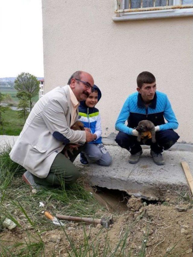 Beton Altındaki Yavru Köpekler Kurtarıldı