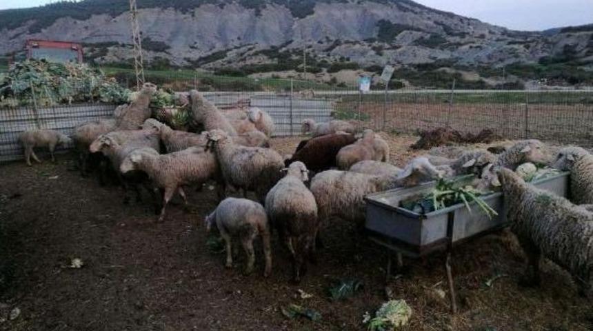 Ağılındaki 30 Koyunu &Ccedil;alındı