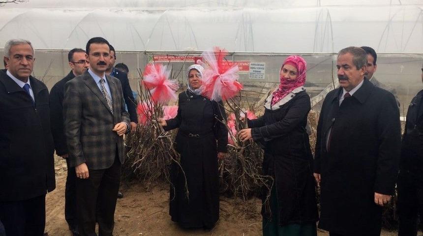 Adilcevaz&rsquo;da &Ccedil;ift&ccedil;ilere Aşılı Ceviz Fidanı Dağıtıldı