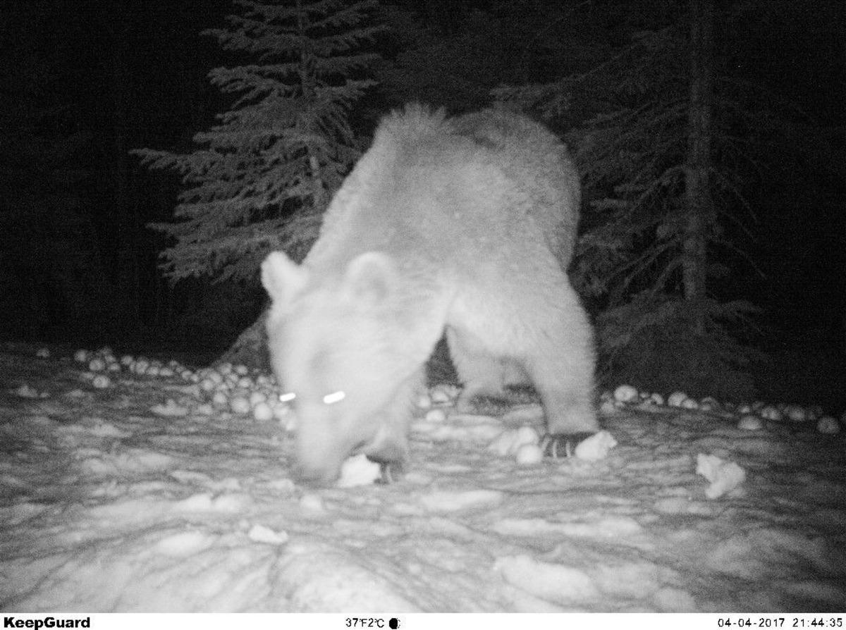 Uludağ&rsquo;ın Ayıları Fotokapana Takıldı