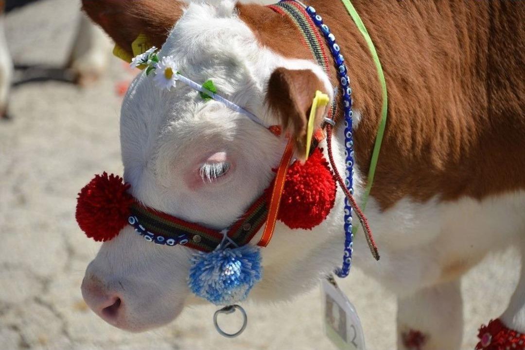 11. Tarım Fuarı&rsquo;nda En G&uuml;zel Buzağılar Se&ccedil;ildi