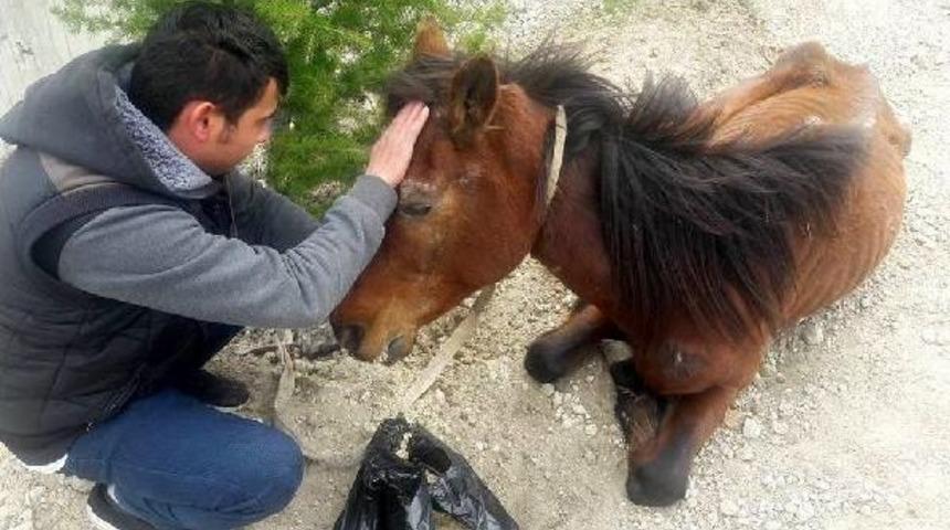Bitkin Bulunan At Sahibinden Alınıp Tedaviye G&ouml;t&uuml;r&uuml;ld&uuml;