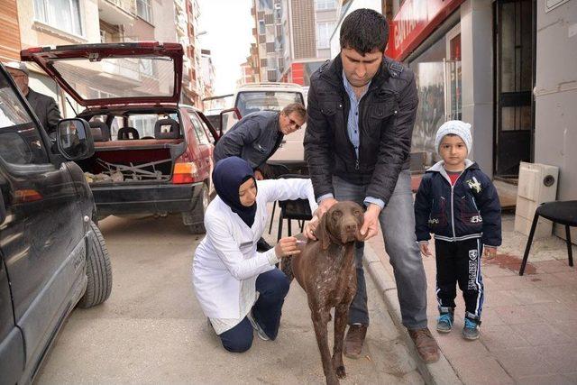 Bozüyük’te Belediyeden Köpeklere Ücretsiz Kuduz Aşısı