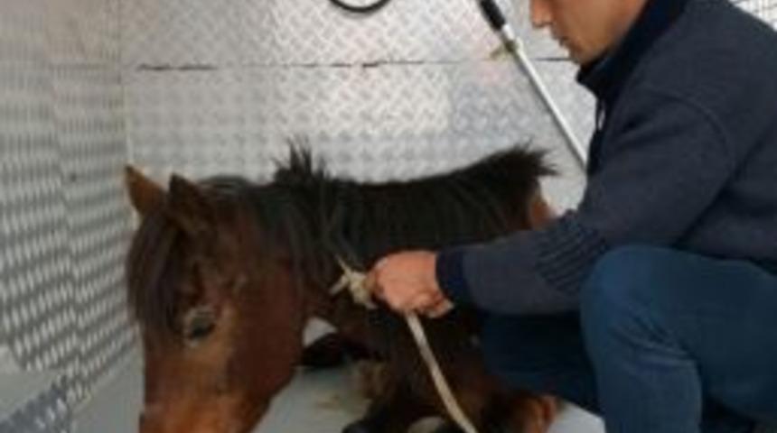 Sahipsiz At Hayvan Hastanesi&rsquo;ne G&ouml;nderildi