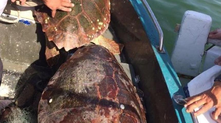 Ağa Takılan 2 Caretta Caretta Kurtarıldı