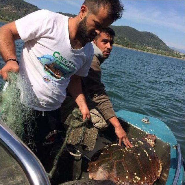 Ağa Takılan 2 Caretta Caretta Kurtarıldı