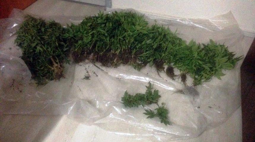 Evin Bah&ccedil;esinde 120 K&ouml;k Hint Keneviri Ele Ge&ccedil;irildi