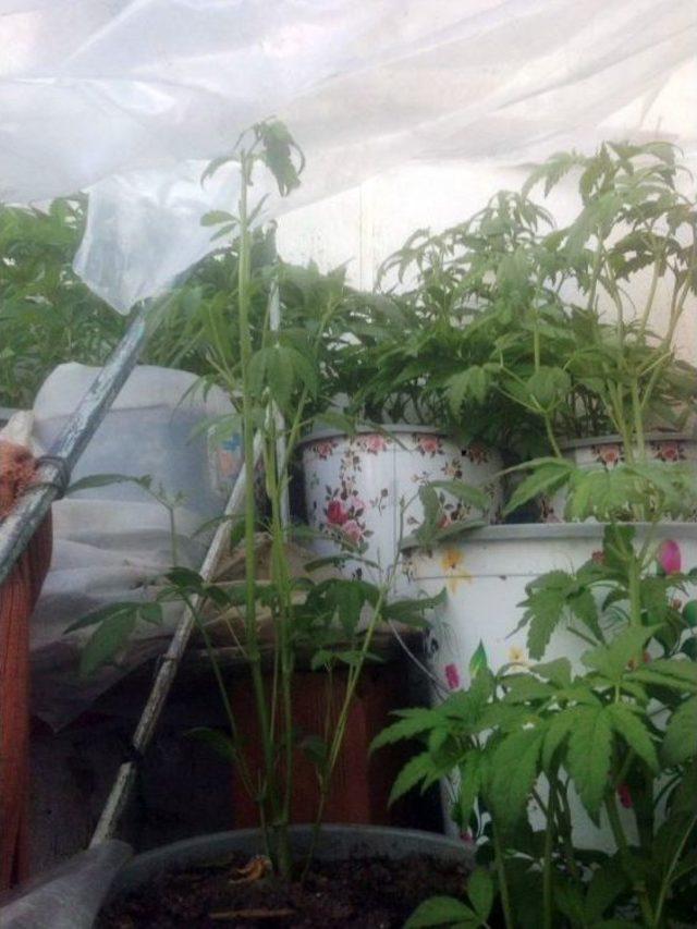 Evin Bahçesinde 120 Kök Hint Keneviri Ele Geçirildi 1