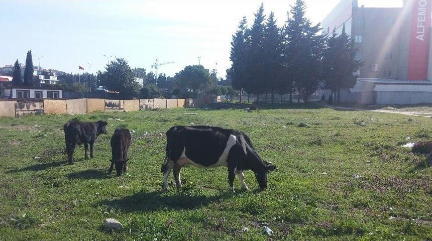 İstanbul&rsquo;un G&ouml;beğinde Başıboş İnekler Şaşırttı