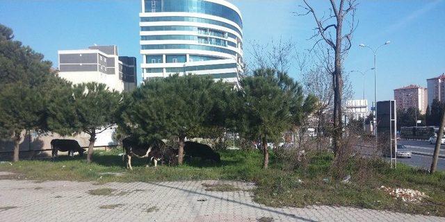 İstanbul’un Göbeğinde Başıboş İnekler Şaşırttı