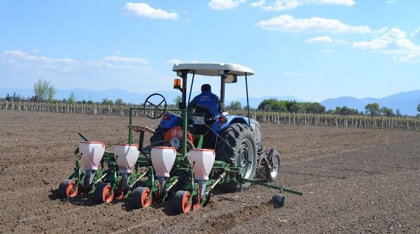 (&ouml;zel Haber) Mısır &Uuml;reticisinin Beklentisi 1 Lira