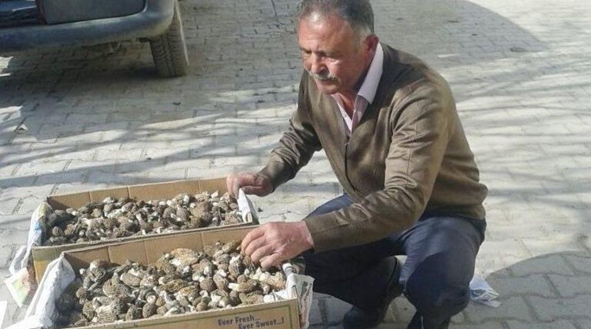 Hisarcık&rsquo;ta Kuzug&ouml;beği Mantarı K&ouml;yl&uuml;lerin Gelir Kaynağı Oldu