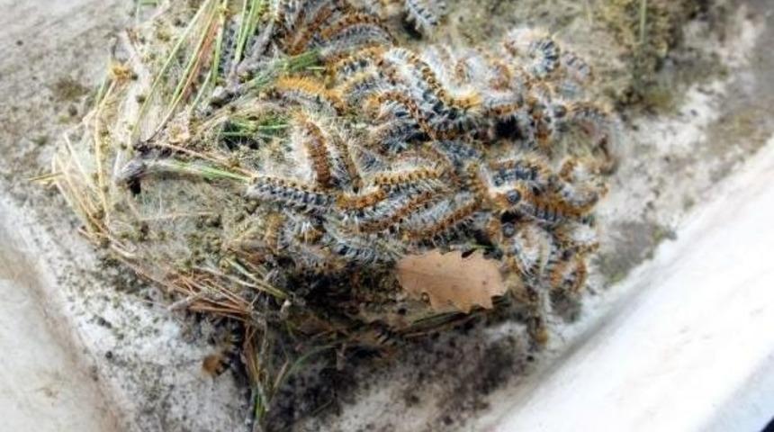 Burhaniye'de &Ccedil;am Kese B&ouml;ceğini Yiyen B&ouml;cek &Uuml;retiliyor