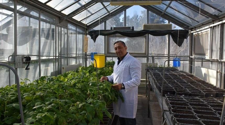 Niğde&rsquo;de 3 Yerli Patates Daha Tescillendi