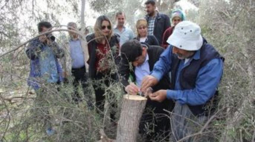 Adana&rsquo;da 15 Bin Zeytin Ağacı Aşılanacak