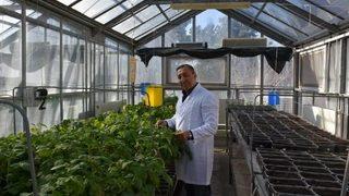 Üç Yerli Patates Daha Tescillendi