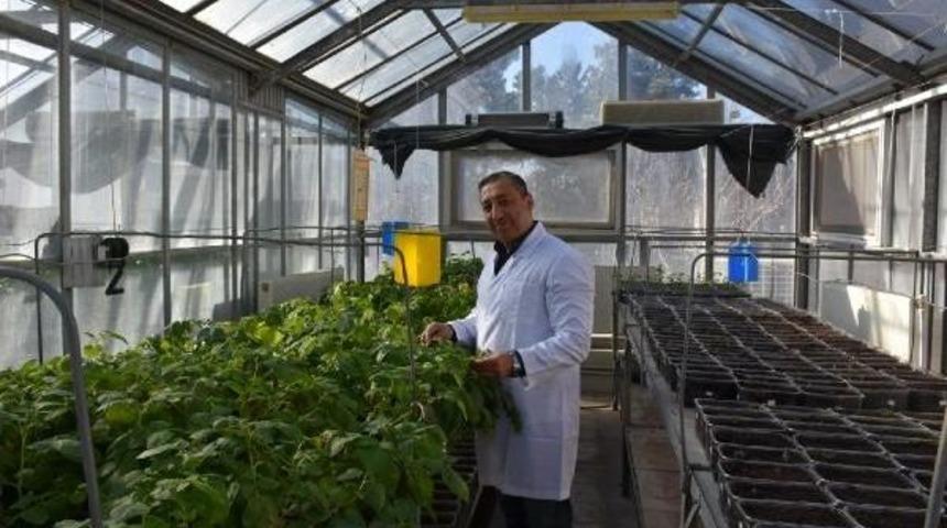 Üç Yerli Patates Daha Tescillendi