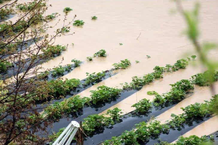 Sason Çayı Taştı, Meyve Tarlaları Sular Altında Kaldı G2