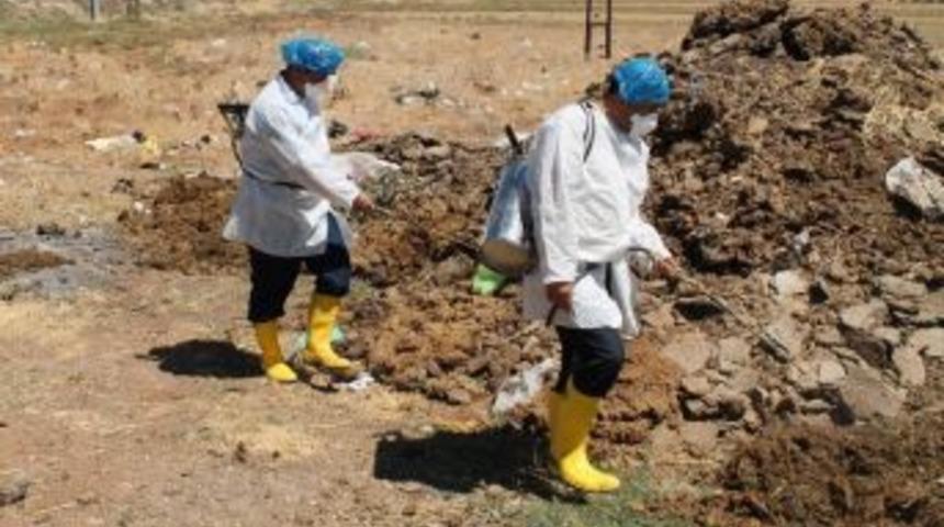 Köylerde Sinekle Mücadele