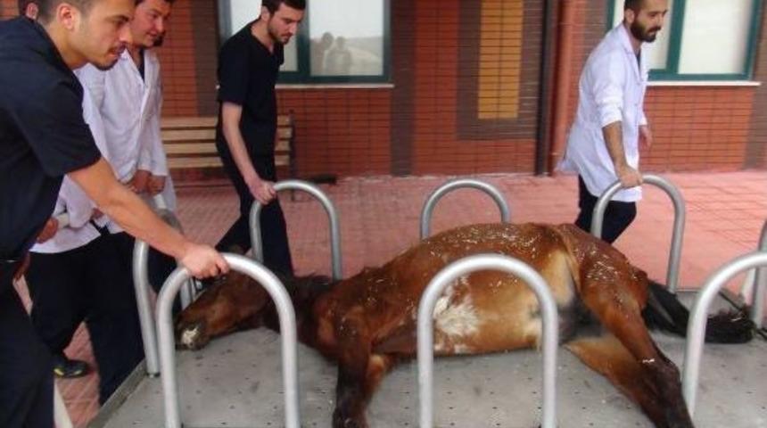 Isparta'da Ağaca Bağlı Bulunan At, Kurtarılamadı