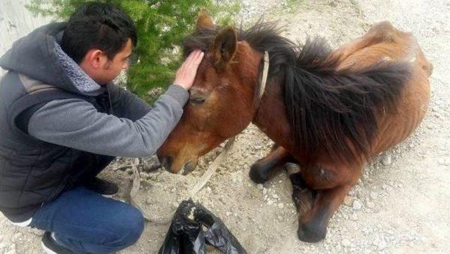 Isparta'da Ağaca Bağlı Bulunan At, Kurtarılamadı